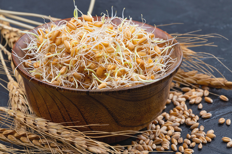 چرا پودر جوانه گندم هامسه...