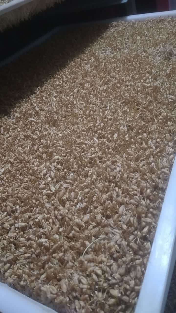 جوانه گندم آسیاب نشده ۱۰ کیلویی